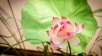 한국궁중꽃박물관 이미지 썸네일 15